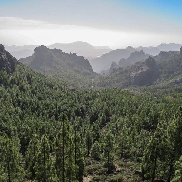 Camino de Santiago Gran Canaria Organizado